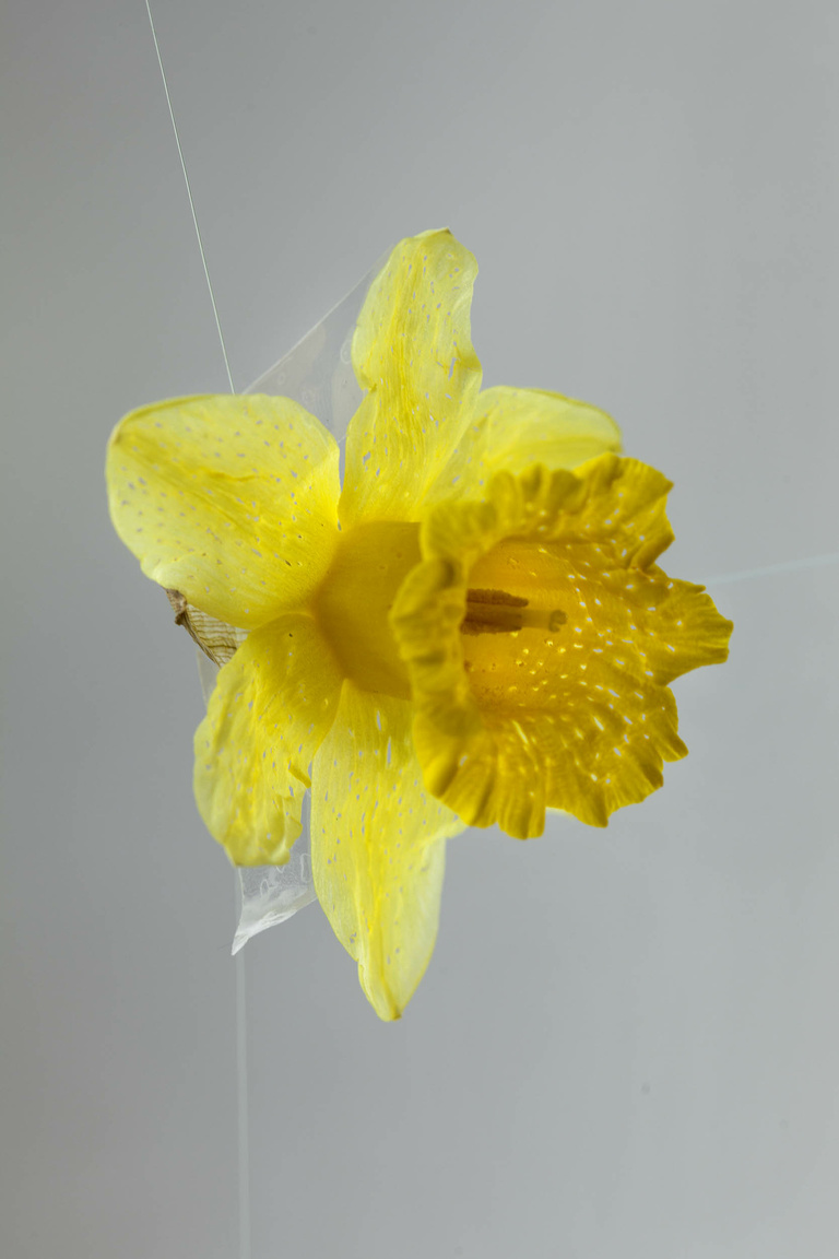 Editions Textuel -  Flower Power_8_Diederix.jpg