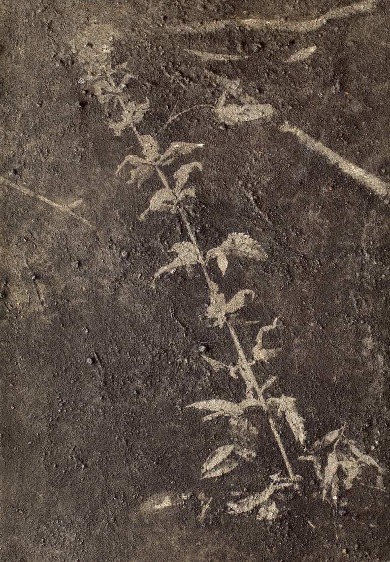 Editions Textuel -  Flower Power_9_Leffler.jpg