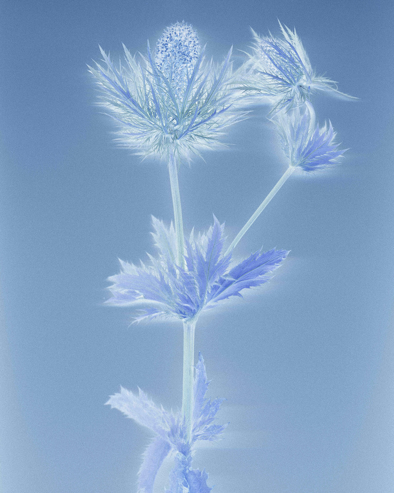 Editions Textuel -  Flower Power_5_Lanier.jpg