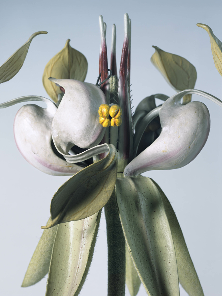 Editions Textuel -  Flower Power_1_Bejenaru.jpg