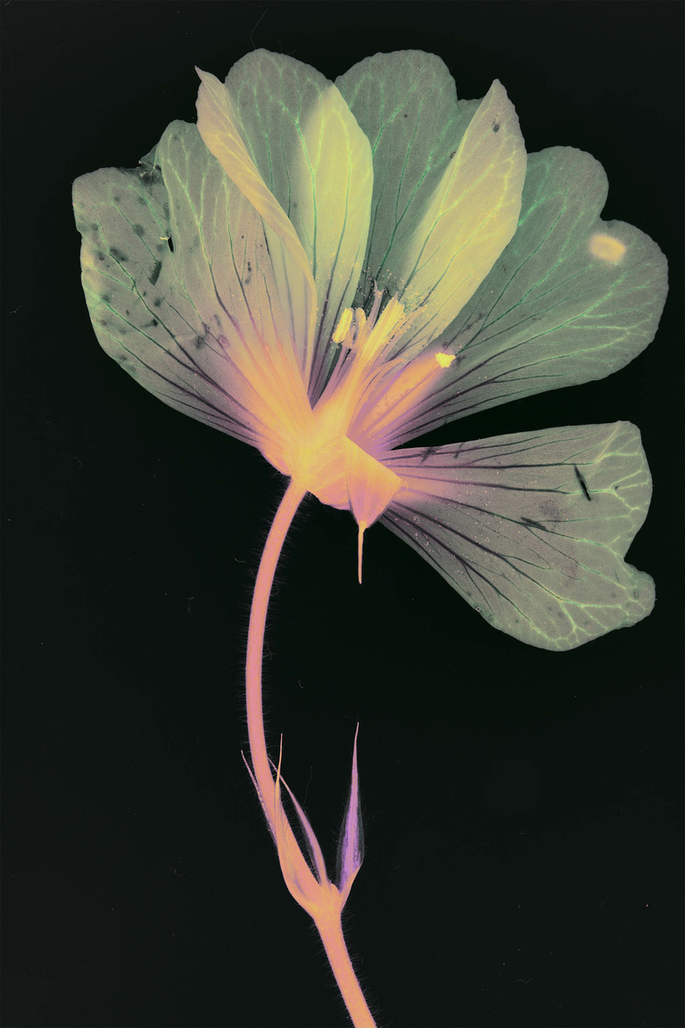 Editions Textuel -  Flower Power_4_Lafont.jpg