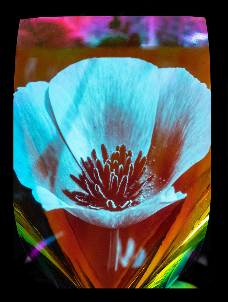Editions Textuel -  Flower Power_11_Romero.jpg