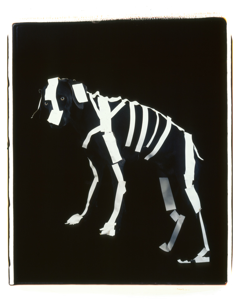 Editions Textuel -  ©Wegman-squelly.jpg