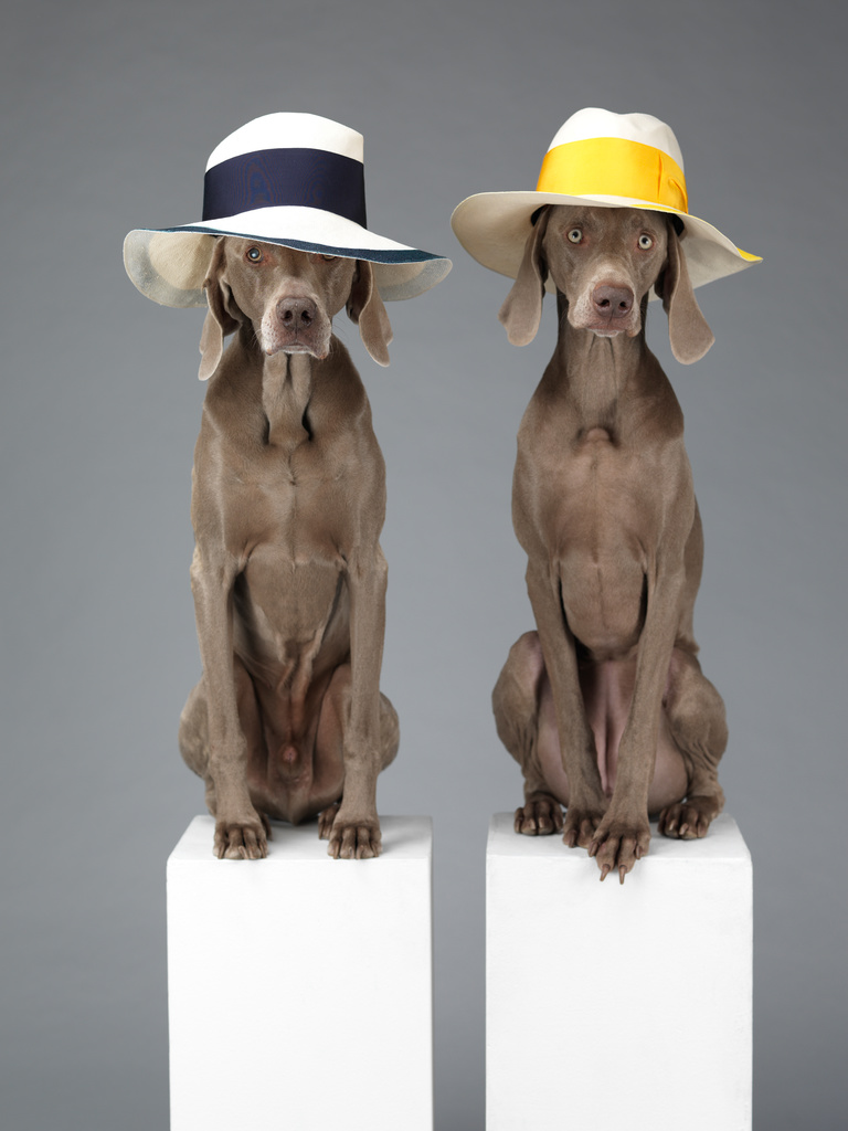 Editions Textuel -  ©Wegman-chapeaux-chiens.jpg